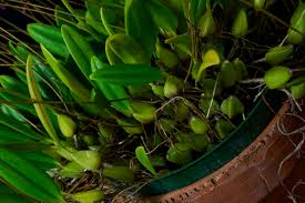 Image result for Bulbophyllum saltatorium