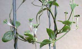 Image result for Ceropegia filipendula