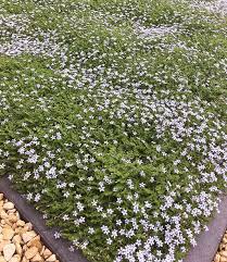 Isotoma Blue Foot 1a Pflanzen Online Kaufen Baldur Garten Bodendecker Garten Pflanzen Stauden