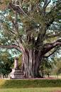 Image result for bodhi