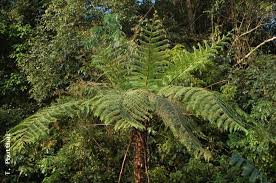 Image result for Cyathea cf. humilis