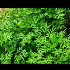 25 juni 2018 10:25 diperbarui: Daun Kenikir Ulam Raja Cosmoscaudatus Segar 500gram Obat Herbal Shopee Indonesia