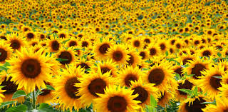 How to buy sunflower seeds in bulk. Making Sunlight Liquid A Brief History Of Sunflowers