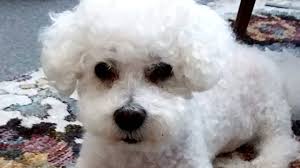 Owner faces charges under city bylaw after dog fatally attacked in Grant  Park area