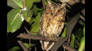 Download suara burung hantu mp3 lengkap seperti jenis celepuk, jawa yang berkicau di malam hari dan terdengar seram cocok untuk pikat semua burung hantu jantan akan tersaji pada tema kali ini. Sunda Scoops Owl Celepuk Reban Otus Lempiji Youtube