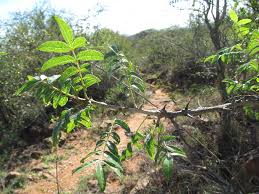 Image result for Zanthoxylum chalybeum