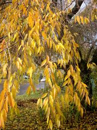 Dormant trees, in cooler weather do not run as high of a risk of getting fungal infections. Plantfiles Pictures Prunus Species Weeping Cherry Tree Weeping Higan Cherry Winter Flowering Cherry Prunus Subhirtella By Lehua Mc