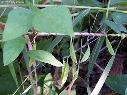 Image result for Amphicarpaea