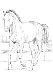 Check spelling or type a new query. 84 Horse Coloring Pages Coloring Pages