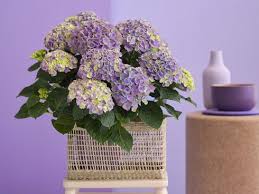 So pflanzen und pflegen sie die beliebten ziersträucher. Hortensien Bluhen 150 Tage Und Verandern Die Blutenfarbe Garten Ch