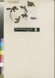 Image result for Bertiera aethiopica