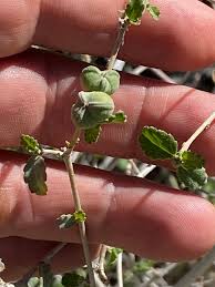 Image result for Burnatia enneandra