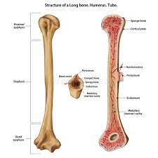 Humerus, long bone of the upper limb or forelimb of land vertebrates that forms the shoulder joint above, where it articulates with a lateral the shaft of the humerus is the site of attachment for various muscles. Layer Of A Long Bone Humerus Tube Stock Illustration Illustration Of Medical Calcium 119748542