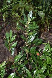 Image result for Ixonanthaceae