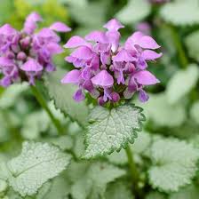 We did not find results for: Lamium Maculatum Beacon Silver Spotted Dead Nettle