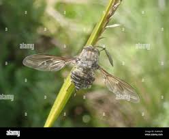 Image result for Radinosiphon leptostachya