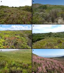 Image result for Putterlickia verrucosa