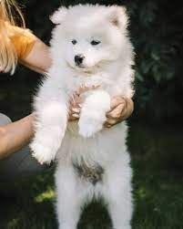 Search for more puppies & dogs and find pet care information and buying tips. Samoyed Puppies For Sale In Samoyed Puppies For Sale Facebook