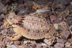 A male desert tarantula sits on a gravel surface in the sonoran desert. Pima County Will Pay 284 000 To Protect Lizards At Construction Site Government Politics Tucson Com
