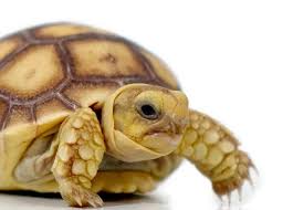 Image result for Grewia sulcata