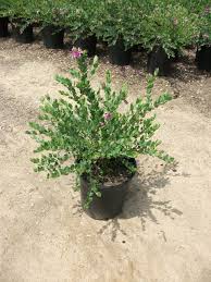 Image result for Polygala marensis