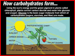 Carbohydrates are macronutrients, meaning they are one of the three. Carbohydrates Ppt Download