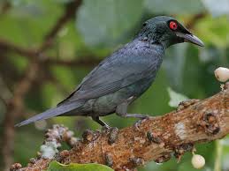 Последние твиты от starlings uk (@ukstarlings). Asian Glossy Starling Ebird