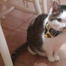 No matter what you're looking for or where you are in the world, our global marketplace of sellers can help you find unique and affordable options. Cat Bandana Just My Experience