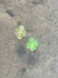 Image result for Marsileaceae