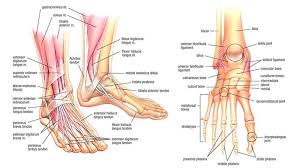 For examples and a much more thorough explanation, take a look at the two wikipedia pages Foot Exercises For Foot Pain Tight Ankles Calves Gmb Fitness
