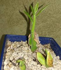 Image result for Entandrophragma caudatum