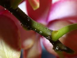 Image result for puklice na orchideích obrázek