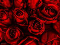 Wallpapers Rose Red Wallpaper Cave