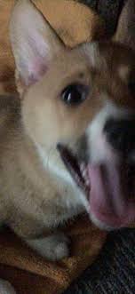 Nubia Sanchez Adli Kullanicinin Rin The Corgi Panosundaki Pin