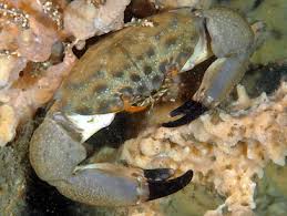 Image result for Crabbea nana
