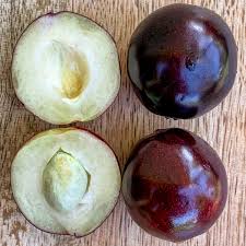 Image result for Euploca katangensis