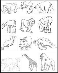 Animales Autoctonos Del Uruguay Animales Uruguay Aguara Guazu