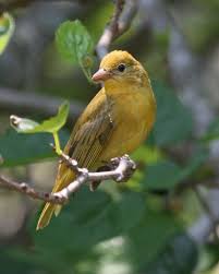 Summer has a longer, paler bill and less contrast between wing and body color. Pin On Birds Smaller Woodland