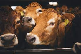 Why australia's huge farms are increasingly relying on technology to monitor their livestock. The Estate Dairy Milk For Coffee In The Uk
