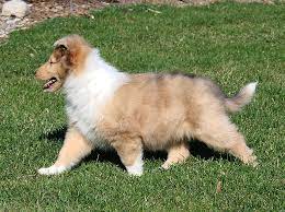Pin By Bethany B On Collies Collie Puppies For Sale Collie Puppies Shipoo Puppies