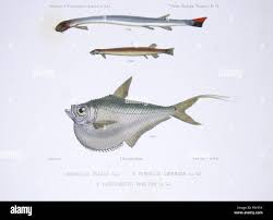 Image result for Vandellia