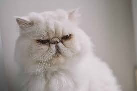 How To Safely Clean A Persian Cat's Eyes - Persian Cat Eye Care