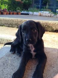 Beagle Cocker Spaniel Mix Black And White Little Mia Border Collie Cocker Spaniel Mix Cocker Spaniel Mix Smartest Dogs German Shepherd Dogs