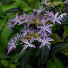 Les Fleurs Etoilees De L Hortensia Kisawa No Hikari