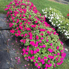 Image result for Impatiens wallerana