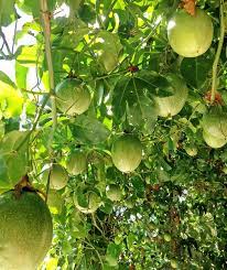 Find the perfect wild passion fruit stock photo. Passion Fruit Plant Myplantmytaste