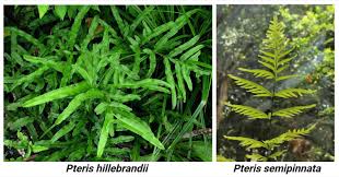 Image result for Pteris