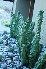 It is resistant to pests and diseases. Unusual Totem Pole Cactus Is A Standout In Southwest Gardens