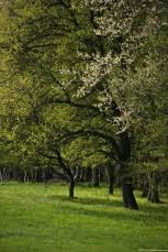 Image result for Balthasaria schliebenii