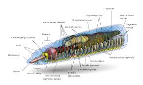 Earthworm Wikipedia